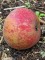 Afbeelding Rode Goudreinet - Malus domestica 'Rode Boskoop'