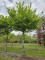 Afbeelding Haagbeuk vrije dakvorm - Carpinus betulus