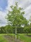 Afbeelding Walnoot - Juglans regia 'Buccaneer'