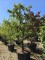 Afbeelding Peer Solitair - Pyrus c. 'Conference'
