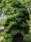 Afbeelding Groenblijvende bostuinstruik - Pieris japonica