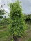 Afbeelding Zwarte Tupeloboom - Nyssa sylvatica
