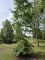 Afbeelding Fagus sylvatica groene beuk als klimboom - Fagus sylvatica