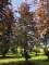 Afbeelding Rode beuk - Fagus sylvatica 'Atropunicea'