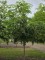 Afbeelding Storaxboom - Styrax japonicus