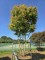 Afbeelding Japanse Esdoorn - Acer palmatum 'Ueno Yama'