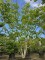 Afbeelding Walnoot - Juglans regia