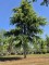 Afbeelding Himalayaceder 'Aurea' - Cedrus deodara 'Aurea'