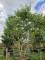 Afbeelding Zevenzonenboom - Heptacodium miconioides