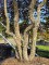 Afbeelding Kurkeik - Quercus Suber