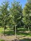 Afbeelding Kers 'Regina' - Prunus avium 'Regina'