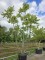 Afbeelding Fluweelboom - Rhus Typhina