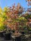 Afbeelding Japanse esdoorn - Acer palmatum 'Bloodgood'