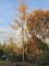 Afbeelding Japanse Lariks - Larix kaempferi