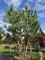 Afbeelding Grove Den - Pinus sylvestris