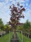 Afbeelding Japanse Esdoorn - Acer palmatum 'Bloodgood'
