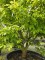 Afbeelding driebloemige esdoorn - Acer Triflorum