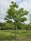 Afbeelding Amur Kurkboom - Phellodendron amurense