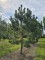 Afbeelding Oostenrijkse den - Pinus nigra 'Nigra'