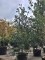 Afbeelding Amerikaanse hulst - Ilex 'Nellie R. Stevens'