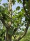 Afbeelding Goudreinet - Malus domestica 'Rode Boskoop'
