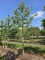 Afbeelding Tamme kastanje - Castanea sativa 'Lyon'