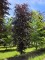 Afbeelding Rode beuk - Fagus sylvatica 'Atropunicea'