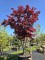 Afbeelding Japanse esdoorn - Acer palmatum 'Bloodgood'