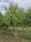 Afbeelding Zevenzonenboom - Heptacodium miconioides