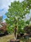 Afbeelding veelkleurige amberboom - Liquidambar styraciflua