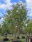 Afbeelding Perzisch IJzerhout - Parrotia persica