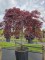 Afbeelding Japanse esdoorn - Acer palmatum 'Inaba Shidare'