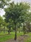Afbeelding Veldesdoorn als vogelboom - Acer campestre