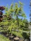 Afbeelding Geelnaaldige Ceder - Cedrus deodara 'Aurea'