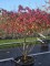 Afbeelding Amberboom meerstammige bolvorm - Liquidambar styraciflua 'Gum Ball'