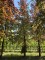 Afbeelding Rode beuk - Fagus sylvatica 'Atropunicea'