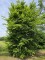 Afbeelding 2 stammige haagbeuk - Carpinus betulus