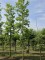 Afbeelding Plataan - Platanus hispanica