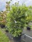 Afbeelding Schijnhulst met voorjaarsbloei - Osmanthus x Burkwoodii