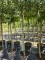 Afbeelding Elstar hoogstamboom - Malus domestica 'Elstar'