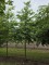 Afbeelding Storaxboom - Styrax japonicus