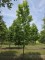 Afbeelding Amberboom Palo Alto als halfstam - Liquidambar styraciflua 'Palo Alto'