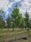 Afbeelding Amerikaanse Esdoorn - Acer Rubrum 'Brandywine'