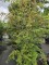 Afbeelding meerstammige inheemse meidoorn - Crataegus monogyna