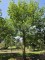 Afbeelding Chinese vleugelnoot - Pterocarya Stenoptera