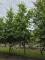 Afbeelding Krimlinde - Tilia x europaea 'Euchlora'