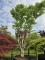 Afbeelding Zevenzonenboom - Heptacodium miconioides