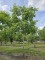 Afbeelding Walnotenboom als parasolboom - Juglans Regia
