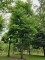 Afbeelding Doodsbeenderenboom - Gymnocladus dioica