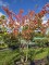 Afbeelding Japanse sierkers - Prunus serrulata 'Ukon'